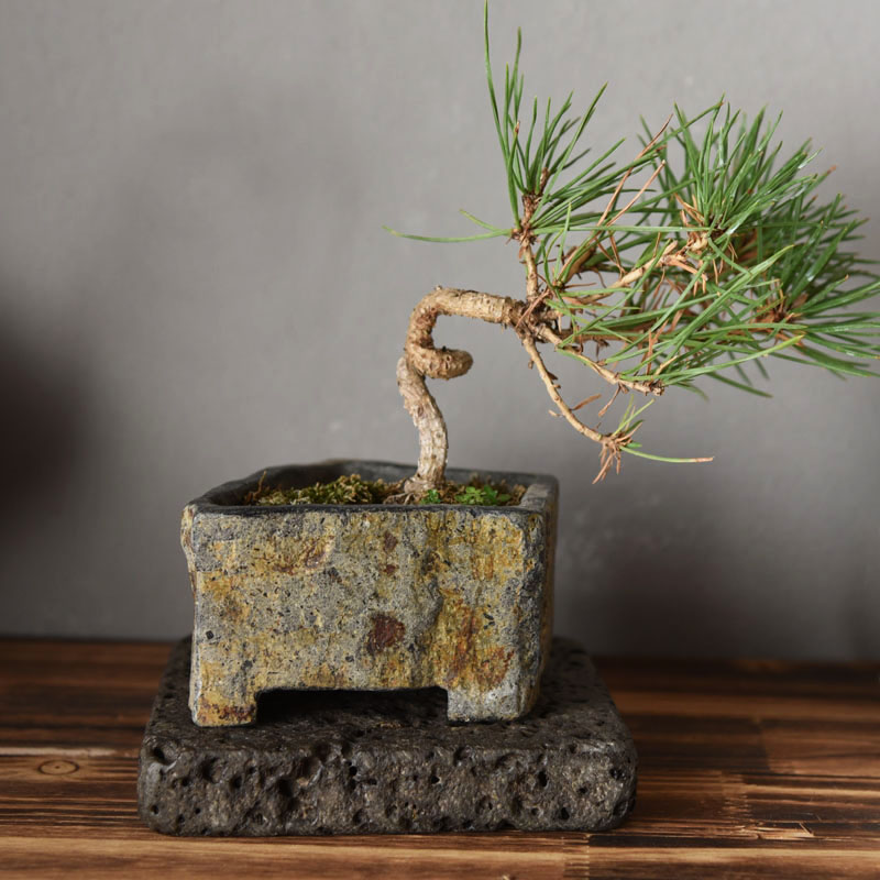 กระถางดอกไม้หินบะซอลต์ธรรมชาติ - Bonsai Garden Chinese Garden บทวิจารณ์และราคา