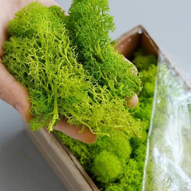 100/200/500 กรัม มอสอมตะ สำหรั - Landscape Bonsai Garden บทวิจารณ์และราคา