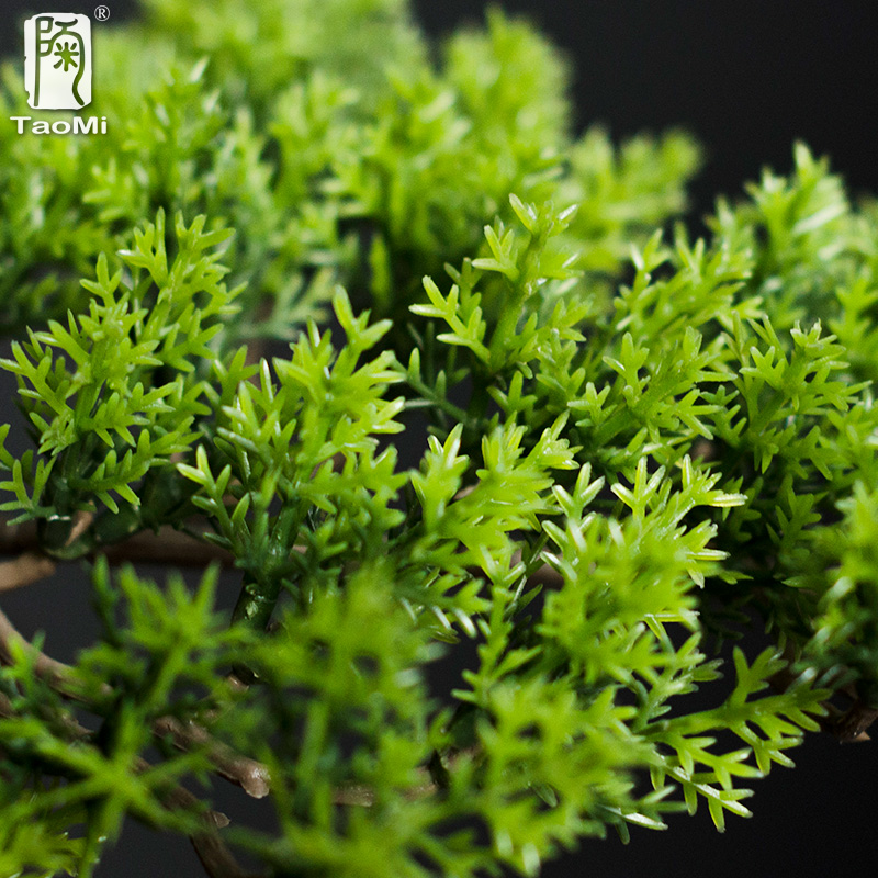 ของตกแต่งบ้าน ต้นสนจำลอง งานเซ - Bonsai Garden Entrance บทวิจารณ์และราคา
